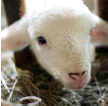 Condition animale